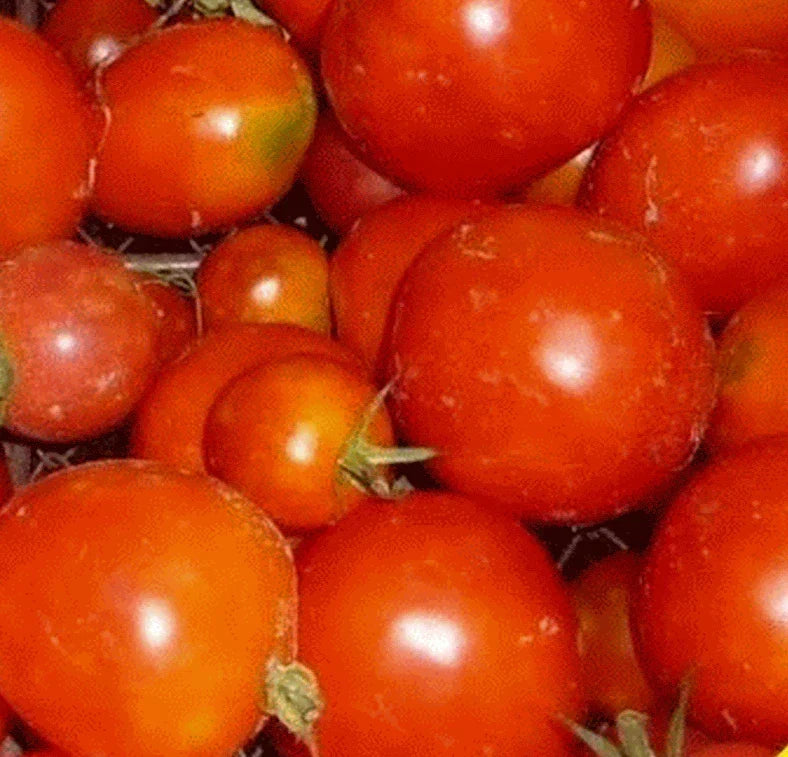 Siberian Tomato Seeds 100+ Pack - Determinate Variety for Cooler Climates - Solanum lycopersicum Vegetable Garden Seeds
