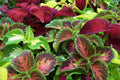 Coleus Seeds - 435 Count for Colorful Shade Foliage - Plectranthus scutellarioides - Easy to Grow Garden Seeds