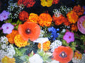 Wildflower Seed Mix - Glorious Color Blend - Dryland Native Wildflowers for Pollinators - Drought-Tolerant Seeds
