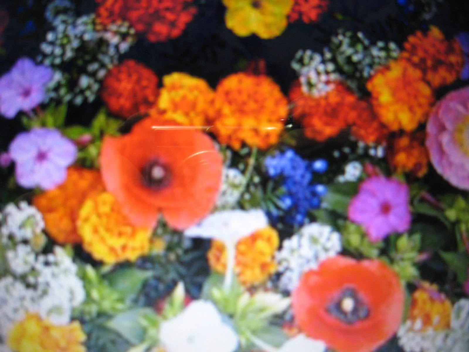 Wildflower Seed Mix - Glorious Color Blend - Dryland Native Wildflowers for Pollinators - Drought-Tolerant Seeds
