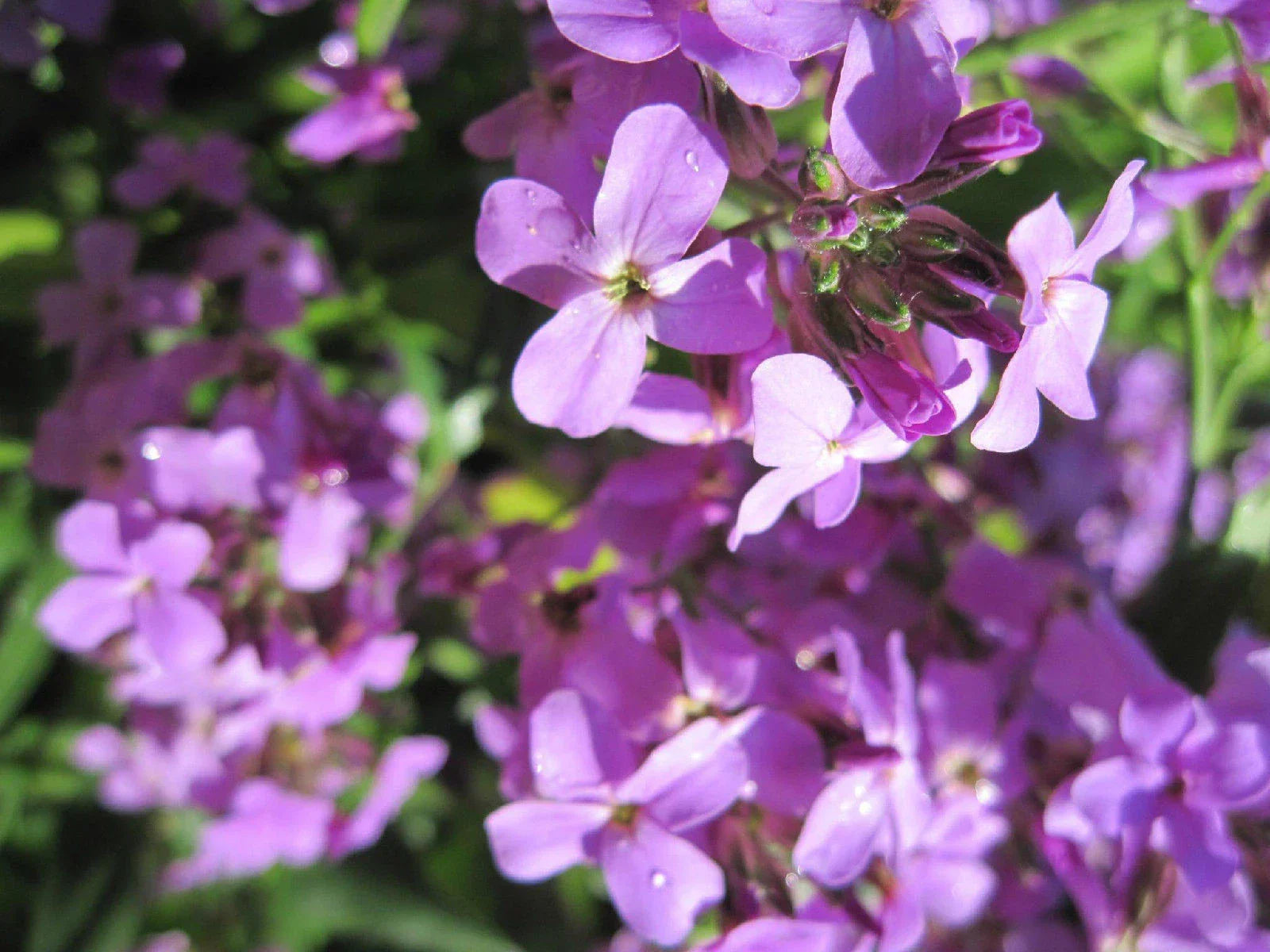Evening Scented Stock Seeds - Pink Purple Fragrant Flowers - Matthiola longipetala - 500 Seeds for Garden Borders & Containers