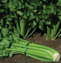 Tendercrisp Celery Seeds for Planting, Apium graveolens, Fresh Non-GMO Seeds, Culinary & Garden Use