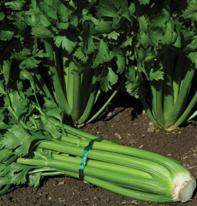 Tendercrisp Celery Seeds for Planting, Apium graveolens, Fresh Non-GMO Seeds, Culinary & Garden Use