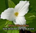 White Trillium Bulbs – 5 Bare Root Native Wildflower Bulbs, Trillium grandiflorum, Spring Blooming, Shade Garden Plant