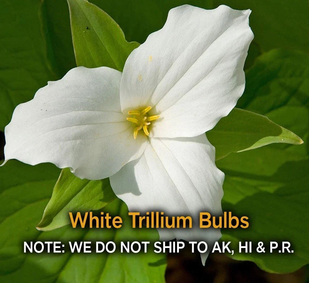 White Trillium Bulbs – 5 Bare Root Native Wildflower Bulbs, Trillium grandiflorum, Spring Blooming, Shade Garden Plant