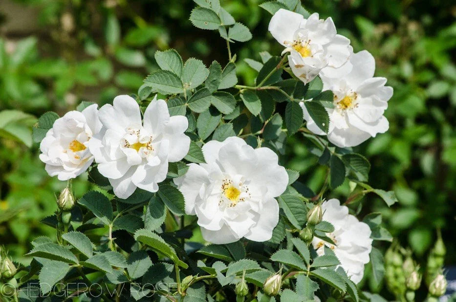 Fragrant Rosa Alba White Rose of York Cuttings - 3 Stem Set, 6-8" Long, Shrub Rose, Rosa alba, Garden Plant