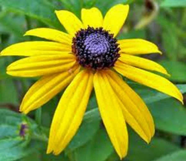 Black Eyed Susan Seeds - 500+ Rudbeckia hirta Flower Seeds for Borders, Wildflower Gardens & Containers