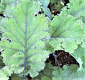 Scarlet Kale Seeds - NON-GMO, 100+ Heirloom Brassica oleracea var. sabellica Vegetable Garden Seeds