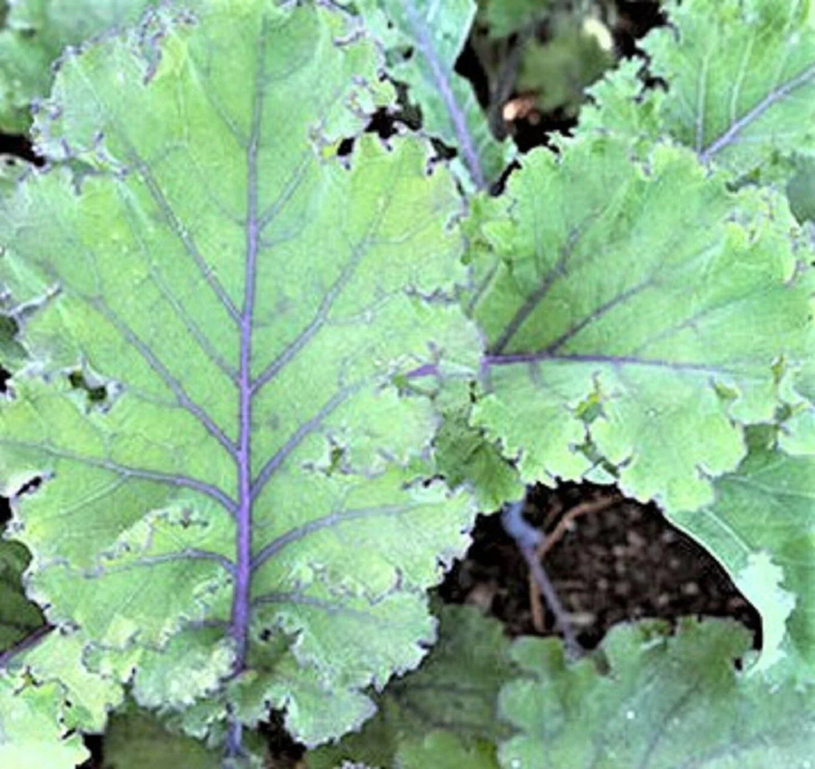Scarlet Kale Seeds - NON-GMO, 100+ Heirloom Brassica oleracea var. sabellica Vegetable Garden Seeds