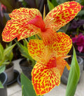 Canna Lily Bulb Gold Leopard Rhizome - Tropical Perennial Plant with Yellow Flowers and Red Spots