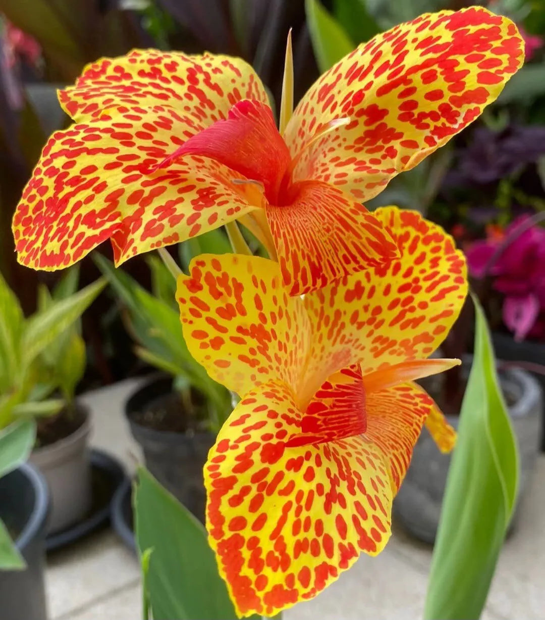 Canna Lily Bulb Gold Leopard Rhizome - Tropical Perennial Plant with Yellow Flowers and Red Spots