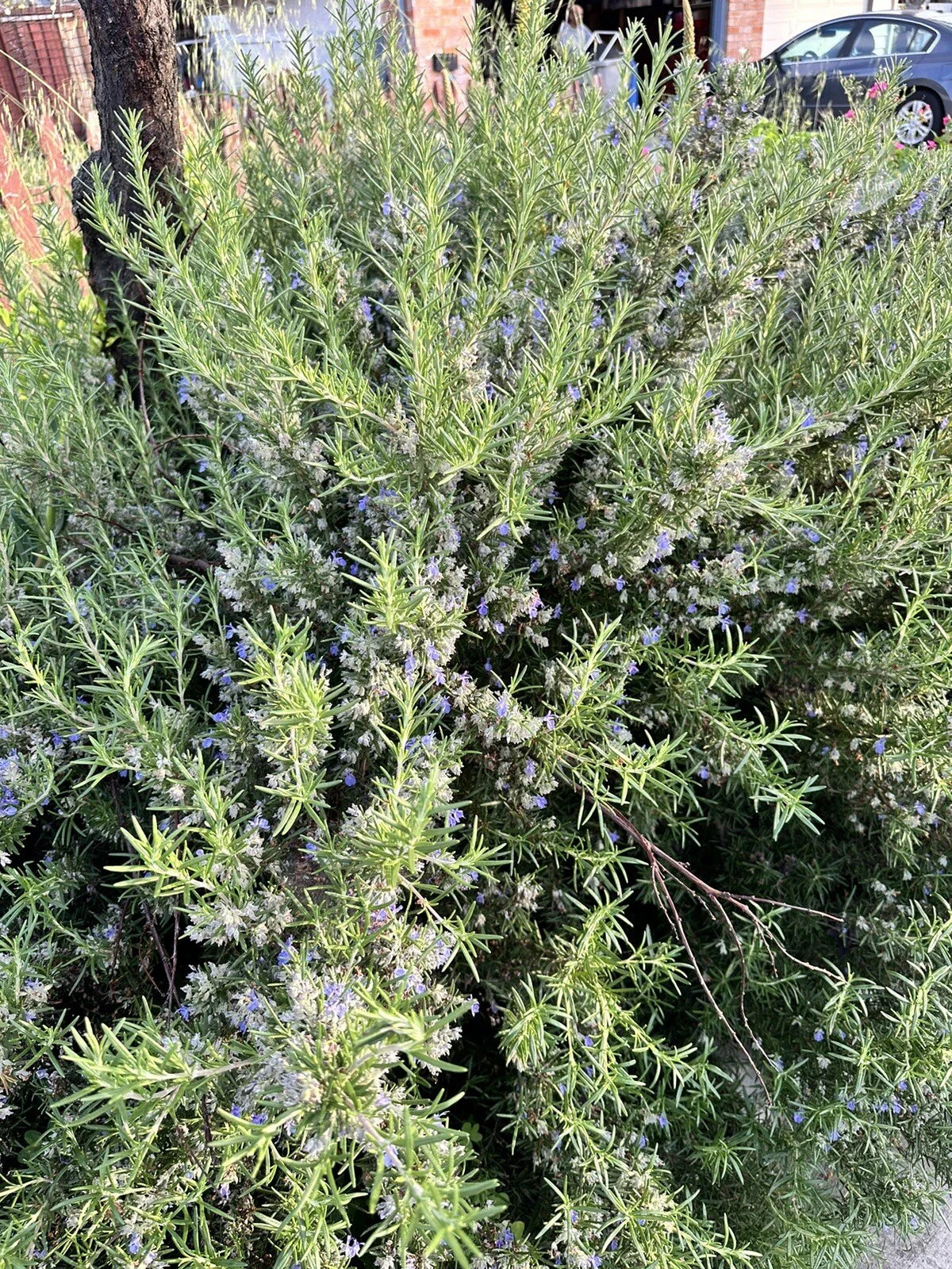 Organic Rosemary Herb Plant Cuttings - 12 Live 10-Inch Salvia rosmarinus for Gardening & Culinary Use