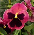 Pansy Seeds Pack - 50 Delta Premium Rose with Blotch - Viola x wittrockiana Flower Seeds for Garden, Containers, Borders