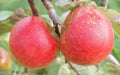 Chivers Delight Apple Seeds - 25+ Pack for Gardening - Malus domestica - USA Grown, Fruit, Red, Medium Size