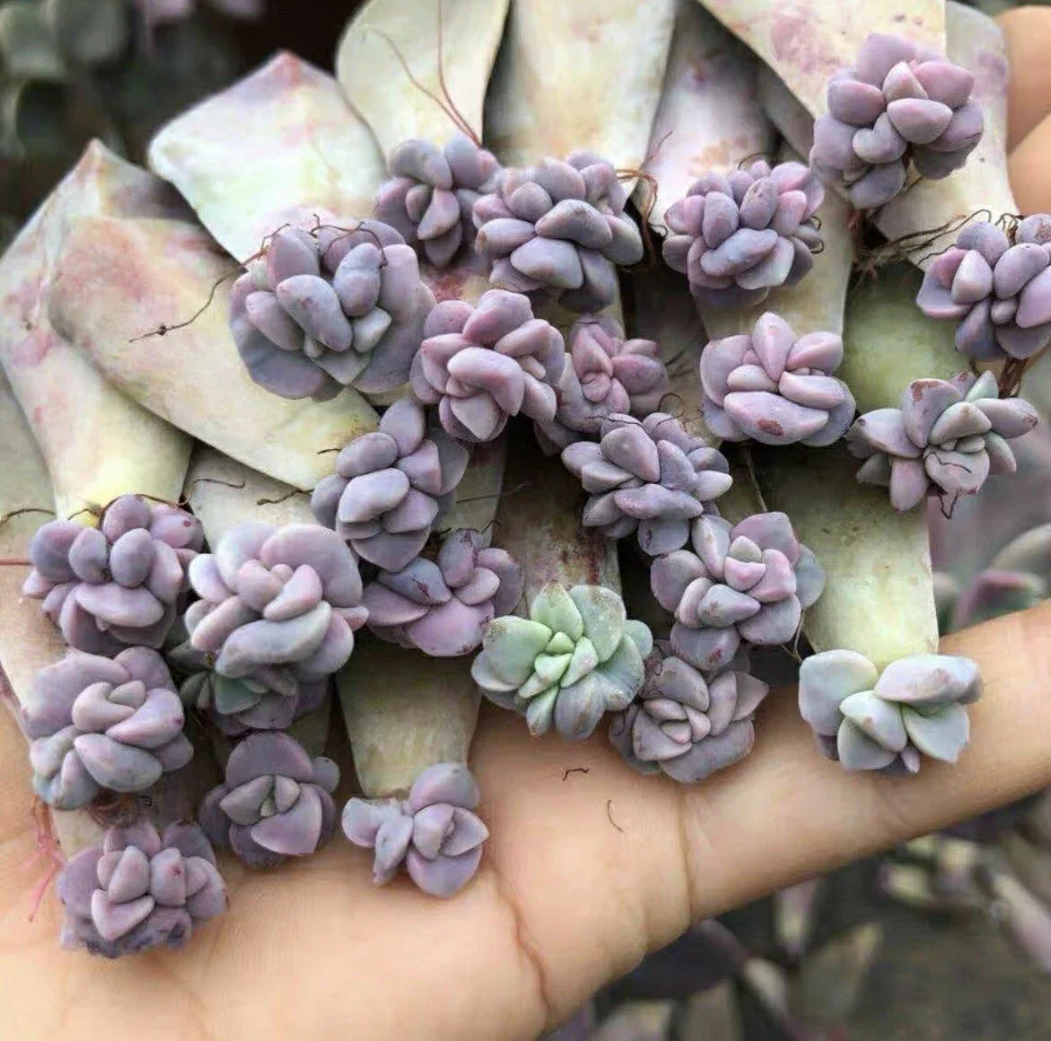 Assorted Leaf Rooted Succulent Plants - 20 Varieties for Home and Garden