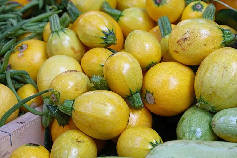 Yellow Globe Squash Seeds - 25+ Pack, Cucurbita pepo, Non-GMO, USA Grown, Garden Planting, Compact Bush, Free Shipping