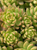 Sedum Adolphi Golden Glow Succulent Cutting - Rare, Healthy, Easy Care Indoor or Garden Plant