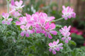 Rose Scented Geranium Cuttings (6) - Pelargonium graveolens Aromatic Herb for Garden, Potting, Landscaping