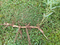 Moso Bamboo Roots - 6pc Live Phyllostachys edulis Rhizomes for Privacy Screens