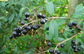 Common Privet Seeds, Ligustrum vulgare, Hedge Plant for Privacy, Landscaping, 20 Pack