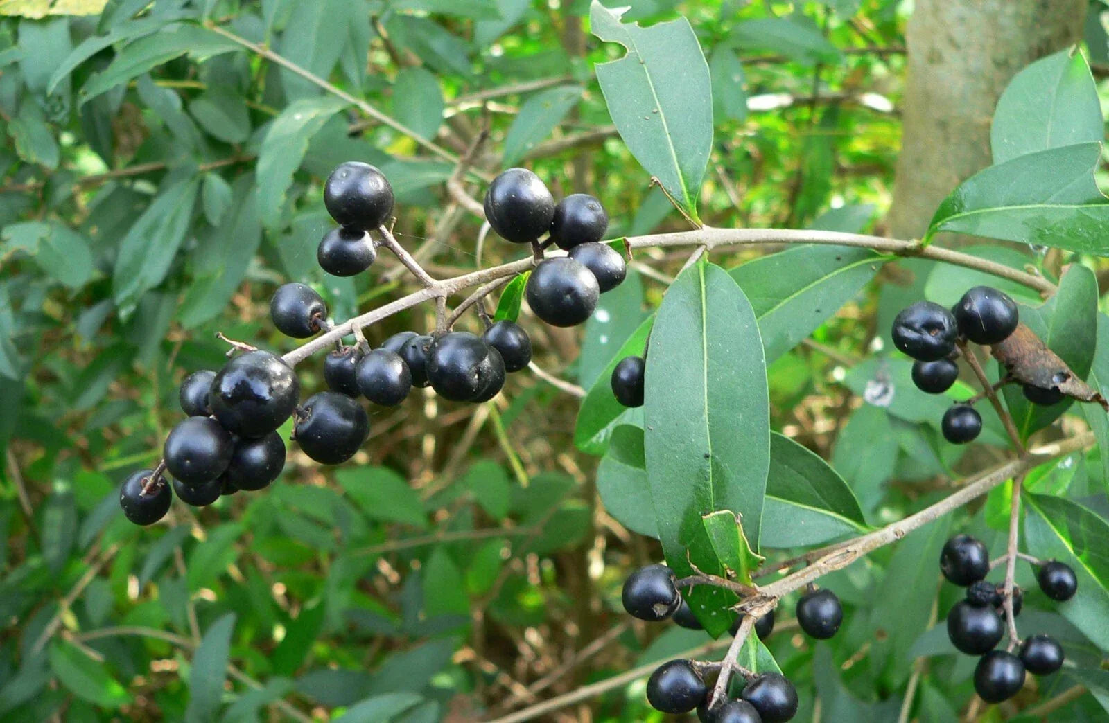 Common Privet Seeds, Ligustrum vulgare, Hedge Plant for Privacy, Landscaping, 20 Pack