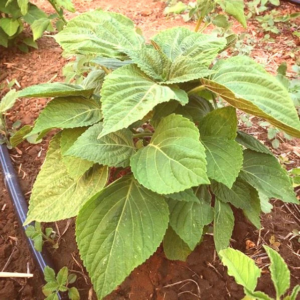Korean Shiso Seeds - Perilla frutescens Herb for Culinary Use - 30+ Seeds for Growing Edible Green and Purple Foliage