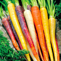 Rainbow Carrot Seeds - Heirloom 400+ Seeds in 5 Colors for Vegetable Garden & Container Growing Daucus carota