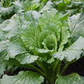 Michihili Cabbage Seeds - 500+ Brassica rapa subsp. pekinensis Flat-Head Heirloom Seeds for Home Gardening