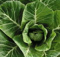 Collard Greens Seeds 500+ Non-GMO Heirloom Vates Variety Brassica oleracea for Home Garden, Urban Farming