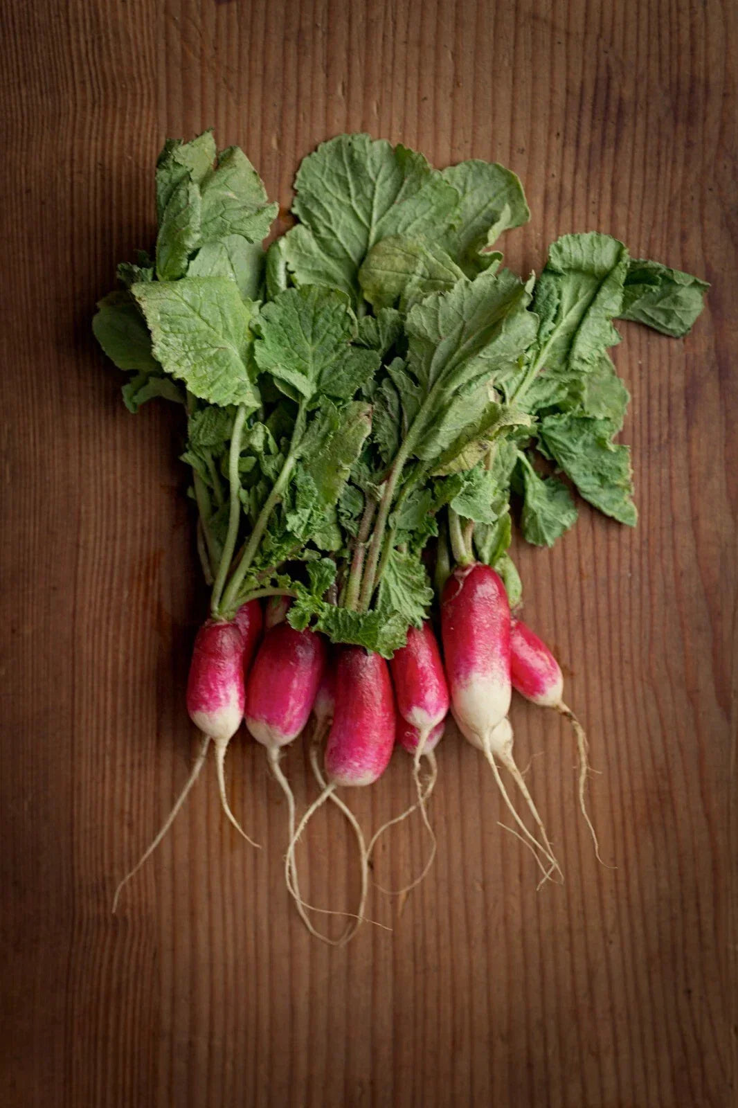 Heirloom French Breakfast Radish Seeds - Non-GMO, Fast Growing, 200+ Seeds, Raphanus sativus, Perfect for Home Gardens