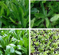 Culantro Seeds - 500+ Mexican Coriander Herb, Aromatic Eryngium foetidum, Culinary Herb for Indoor & Outdoor Gardens