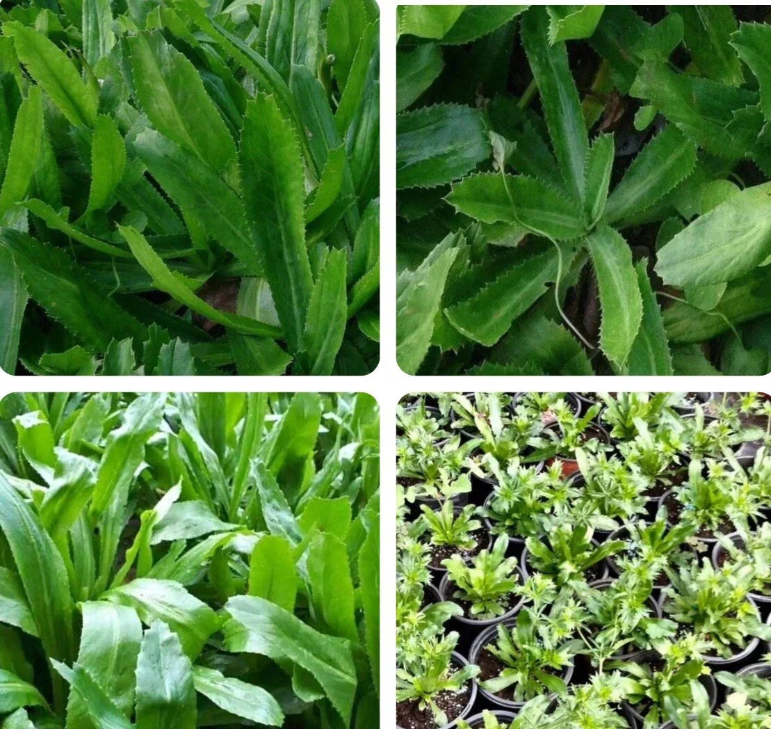 Culantro Seeds - 500+ Mexican Coriander Herb, Aromatic Eryngium foetidum, Culinary Herb for Indoor & Outdoor Gardens