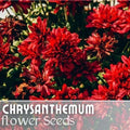Cherry Mum Seeds - Annual Chrysanthemum x morifolium - Vibrant Cherry Flowers, Garden, Container, Cut Flower Seeds