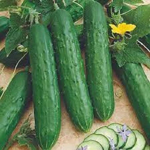 Premium Heirloom Spacemaster Bush Cucumber Seeds for Containers - Cucumis sativus