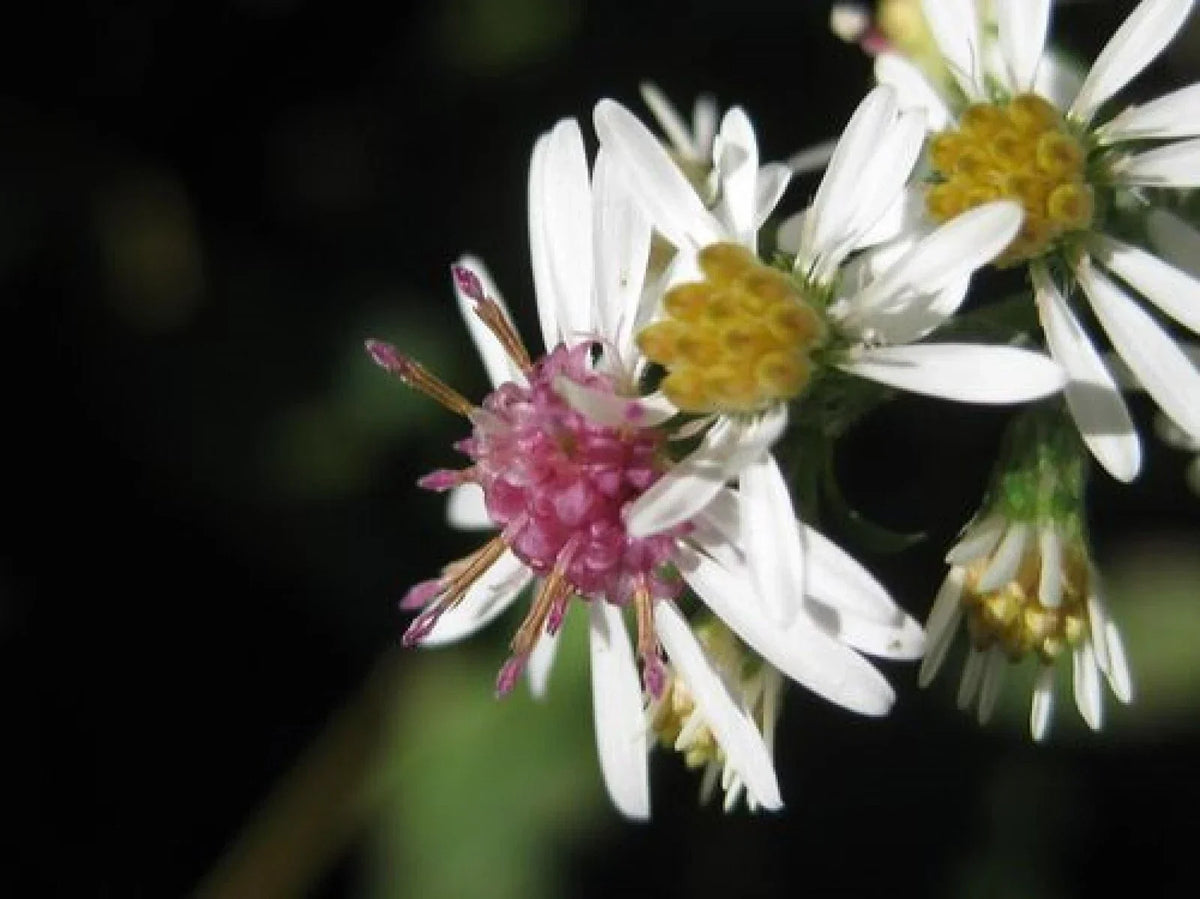 Calico Aster Seeds - 100+ Wildflower Garden Planting - Symphyotrichum lateriflorum, White & Purple Blooms, Perennial, Pollinator Attracting