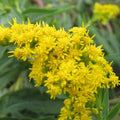 Goldenrod Bare Root Plant - Solidago spp. Perennial with Vibrant Yellow Flowers for Pollinator Gardens
