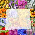 Wyoming Wildflower Seed Mix 1/4 Pound Bulk - Native Wildflowers for Gardens, Attracts Pollinators, Covers 800 sq ft
