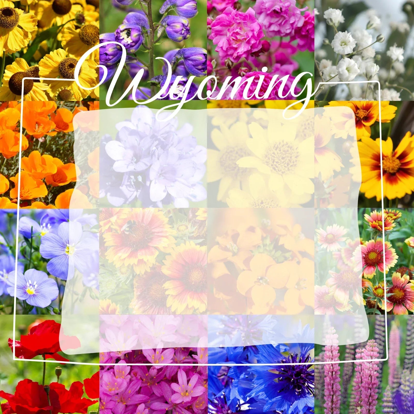 Wyoming Wildflower Seed Mix 1/4 Pound Bulk - Native Wildflowers for Gardens, Attracts Pollinators, Covers 800 sq ft