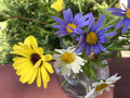 Daisy Seed Mix Painted - 100 Seeds Bellis perennis Pastel Blue Yellow White Garden Flowers