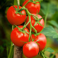 Moneymaker Tomato Seeds, Indeterminate Cordon Stake Variety, Solanum lycopersicum, High-Yielding Juicy Tomatoes, 2025 Planting