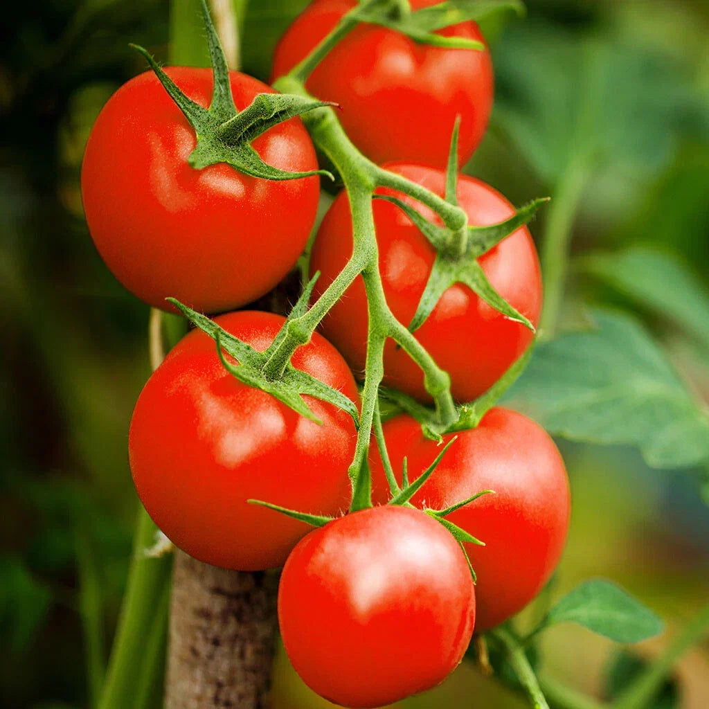 Moneymaker Tomato Seeds, Indeterminate Cordon Stake Variety, Solanum lycopersicum, High-Yielding Juicy Tomatoes, 2025 Planting