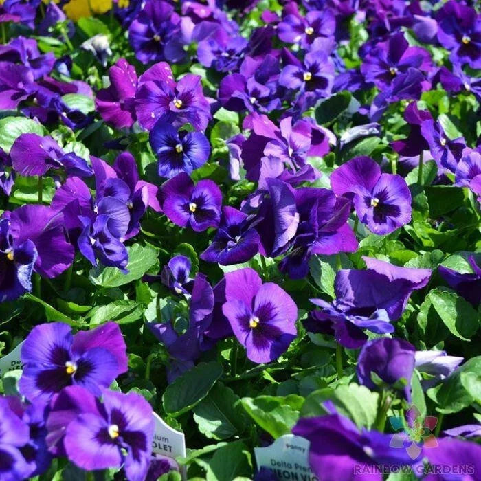 Neon Violet Pansy Seeds - Viola tricolor var. hortensis - 200+ Seeds for Garden, Pots & Hanging Baskets, Easy to Grow, Vibrant Color