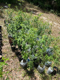 Peach Tree Live Plant - 3-Gallon Pot - Common Grandfather Variety - Prunus persica