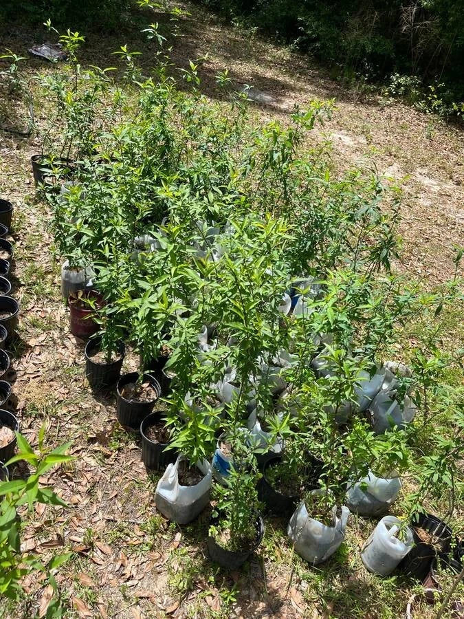 Peach Tree Live Plant - 3-Gallon Pot - Common Grandfather Variety - Prunus persica