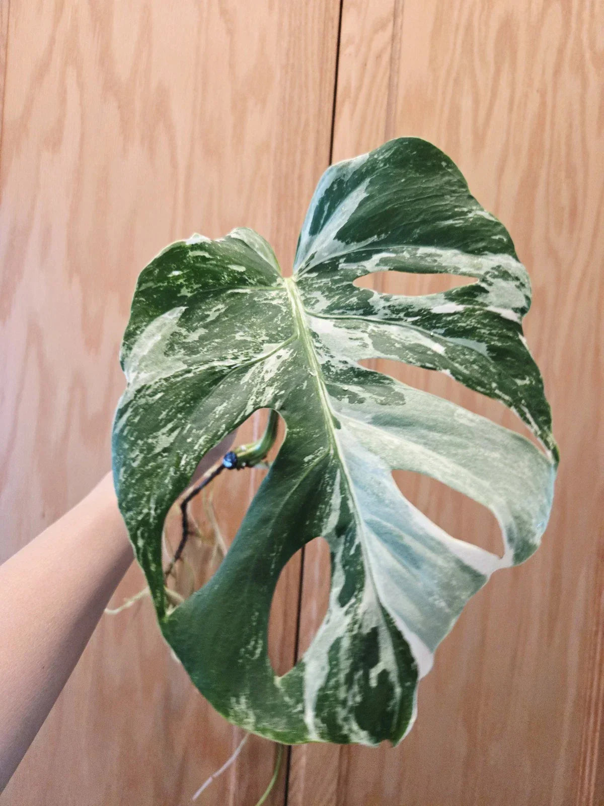 Monstera Albo Variegated Plant - Rooted Cutting - Rare Monstera Deliciosa Variegata