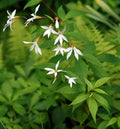 Indian Physic Seeds - Perennial White Flower Seeds - Anemopsis californica - 39 Pack for Garden, Pollinator Attractant