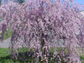 Purple Willow Seeds - Weeping Salix purpurea for Garden Landscape - 5 Seeds for Ornamental Tree