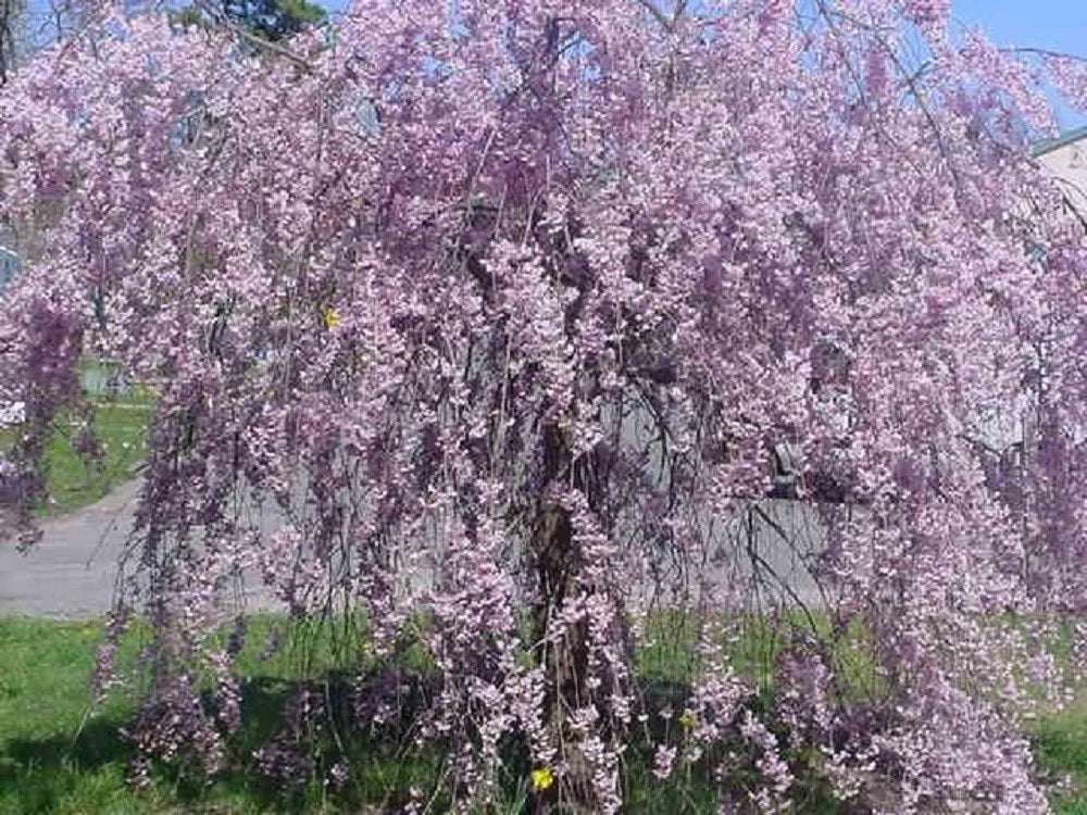 Purple Willow Seeds - Weeping Salix purpurea for Garden Landscape - 5 Seeds for Ornamental Tree