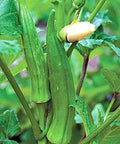 Okra Seeds - Clemson Spineless Vegetable Seeds for Home Garden, Non-GMO, USA Grown, 50+ Seeds