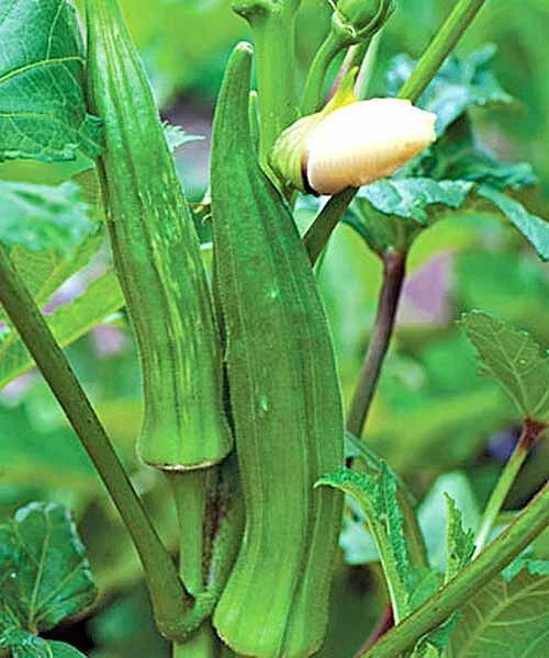 Okra Seeds - Clemson Spineless Vegetable Seeds for Home Garden, Non-GMO, USA Grown, 50+ Seeds